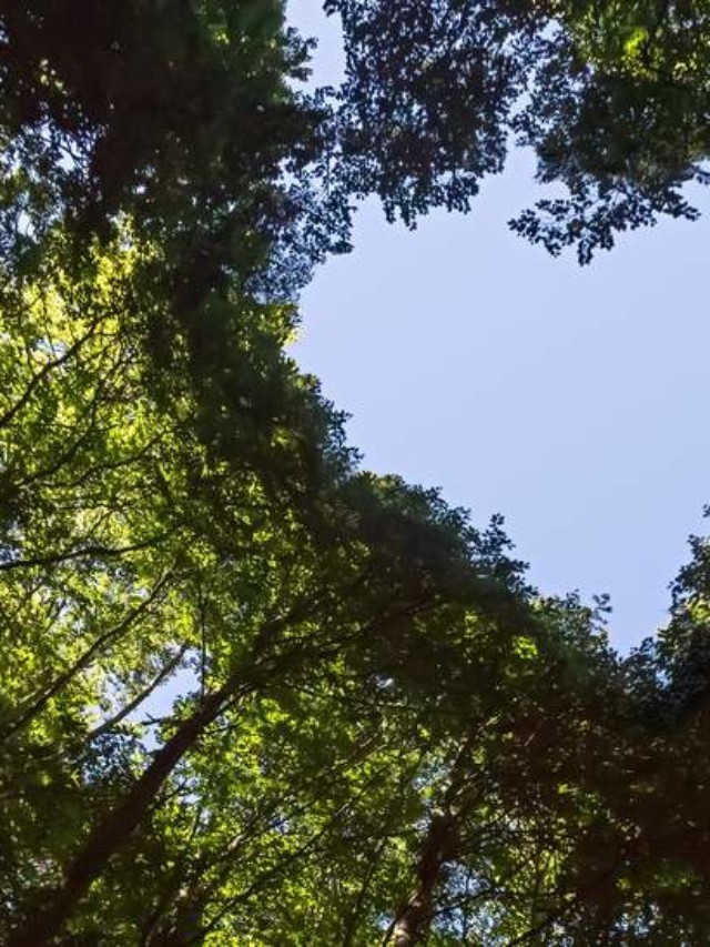 Are Sustainable ETFs a Short-Cut for Socially Responsible Investors? story