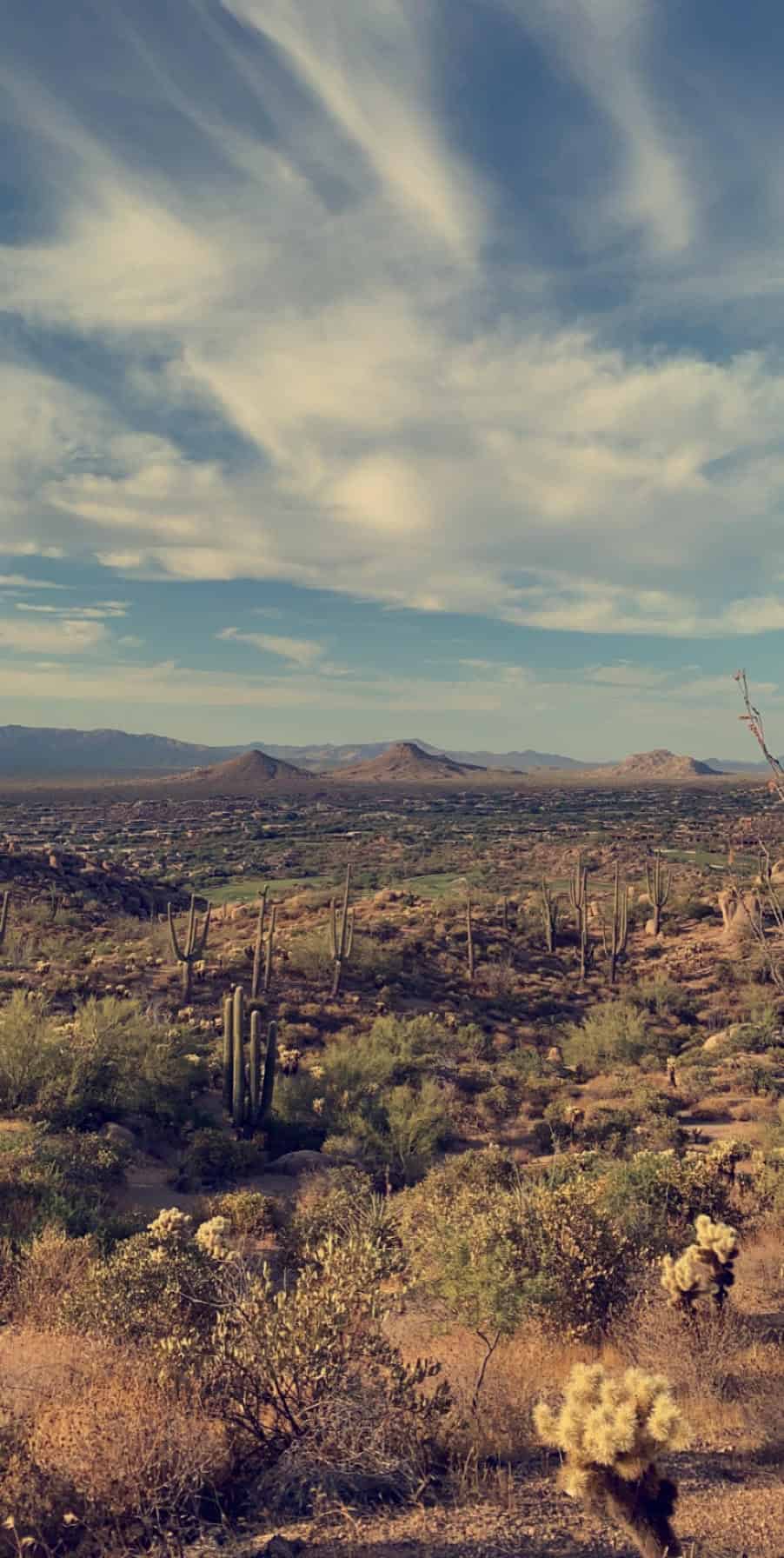 Expansive desert landscape under a dramatic sky, dotted with numerous cacti and rolling hills stretching into the distance.