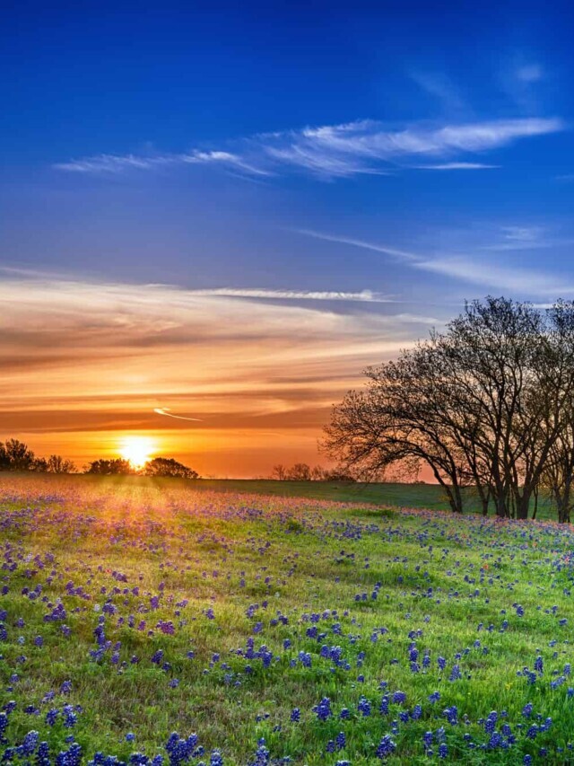Moving to Texas Story