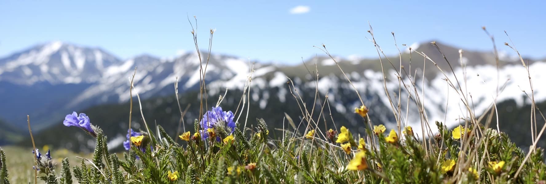 Alpine meadow in bloom with a stunning backdrop of snow-capped mountains under a clear blue sky.