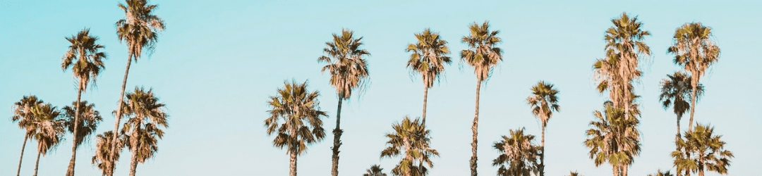 Tall palm trees rising against a clear, pastel blue sky.