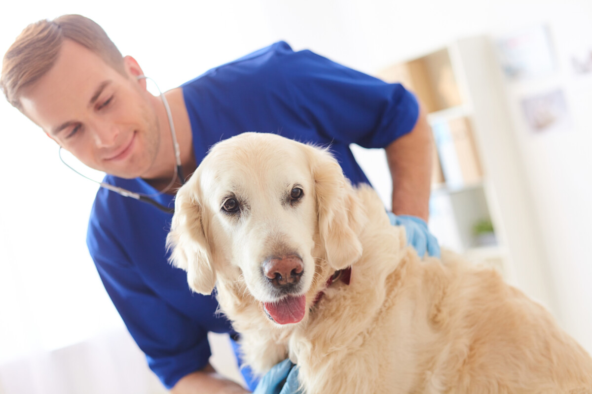 A vet provides services to a dog in his office that will be reimbursed by pet insurance.