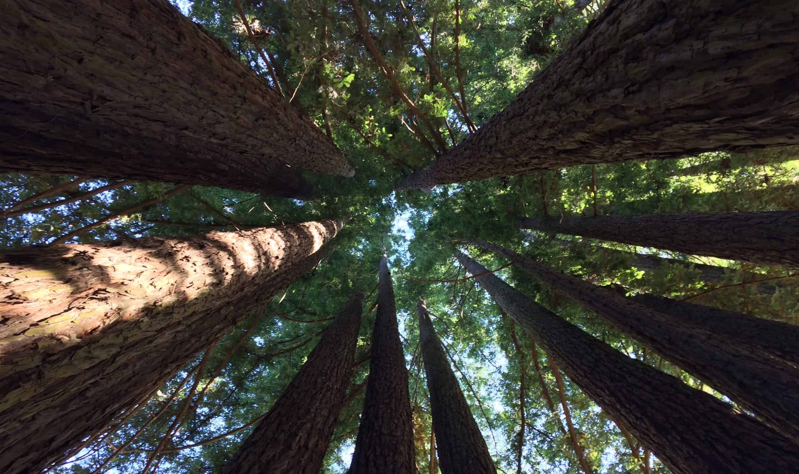 A towering congregation of sequoia trees reaching towards the sky in a majestic forest display.